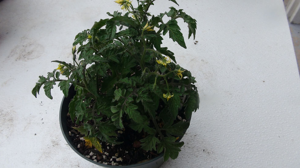 Thumbnail: Here is the Rosy Finch Tomato , Solanum lycopersicum. This Micro Dwarf tomato origins are unknown. The Rosy Finch Tomato is c