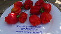 Trinidad Scorpion Sweet Pepper