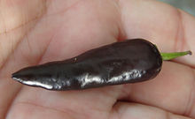 Here is the Short Purple Cayenne Pepper, Capsicum annuum, Scoville Units: 30,000 shu. This variety is a short upright purple cayenne pepper. We originally sourced our seed as a long purple cayenne instead this is what came out! This pepper variety is very productive and produces fruit all summer long and even in winter months if you bring it in. Pods are about 1.5 to 2 inches long and 3/8 inch wide at the base. Plants and fruits get a very dark purple almost black color then ripen to red. Some pods can be very hot so be careful! Open pollinated 65 days. Visit HRSeeds.com for your garden seeds!