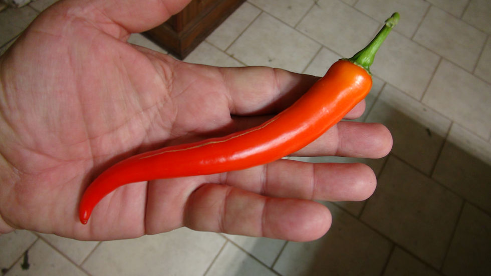 Thumbnail: Here is the Banjarmasin Pepper, Capsicum annuum, Scoville units: 1,000 to 5,000 SHU. The Banjarmasin Pepper originates from I