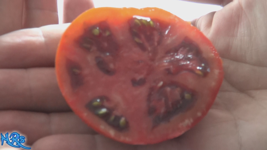 Thumbnail: African brown tomato