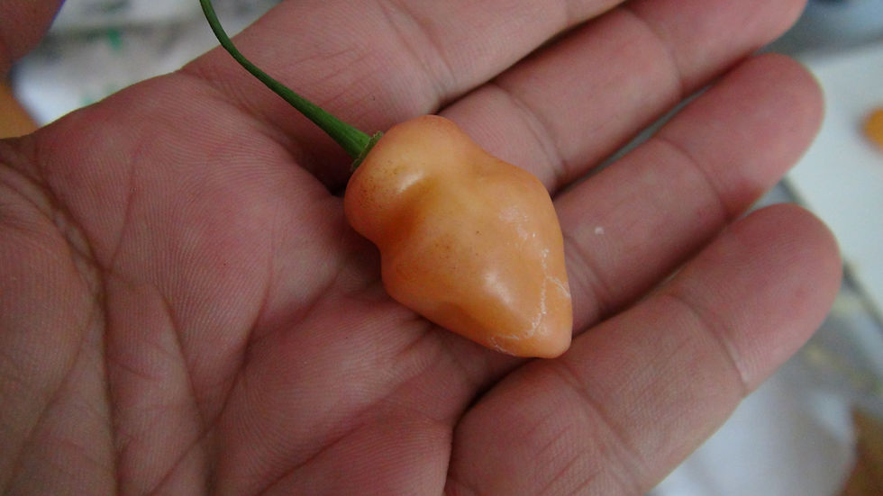 Thumbnail: Here is the Fidalgo Roxa Pepper, Capsicum Chinense, Scoville units: 10,000 to 15,500 SHU. This peppers originates from Brazil