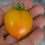 Thumbnail: Here is the Pendulina Orange Tomato, Solanum lycopersicum. This tomato originates from Sweden. The fruits are a orange cockta