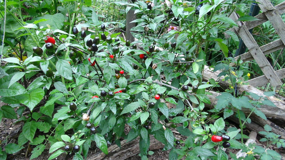 Thumbnail: Here is the Pimienta de Mariquita Pepper also known as Lady Bug Pepper, Capsicum annuum, Scoville units: 25,000+ SHU, This pe