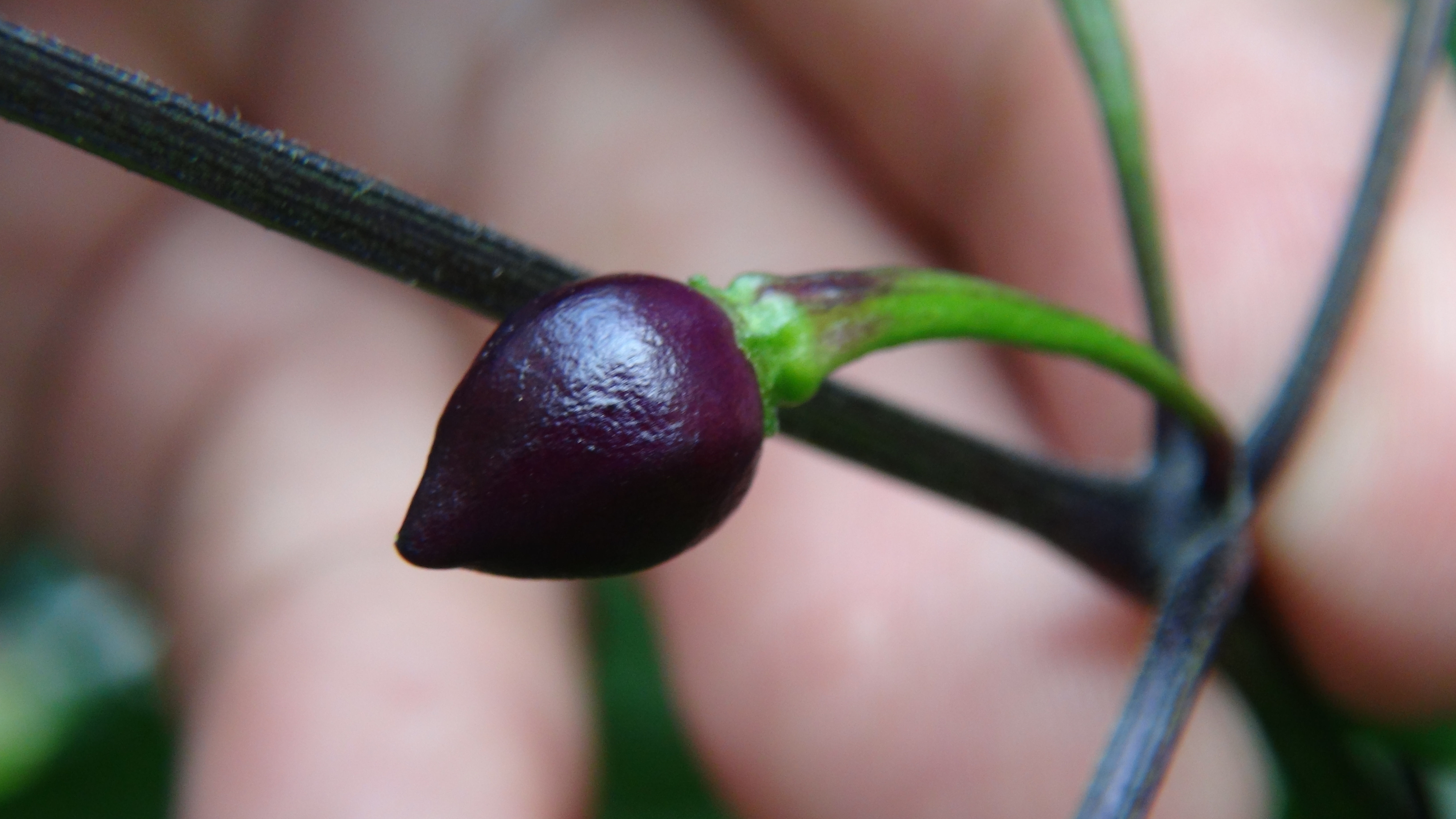 Here is the Bico Roxa Pepper, Capsicum chinense, Scoville units: 1,000 to 12,000 SHU. This roxa pepper originates from Brazil
