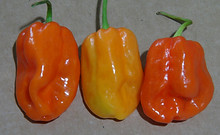 komodo dragon pepper (19).JPG