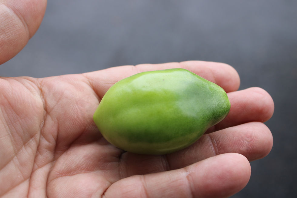 Thumbnail: Here is the Emerald Pear Tomato, Solanum lycopersicum. This heirloom tomato originates from China an is also known as Izumrad