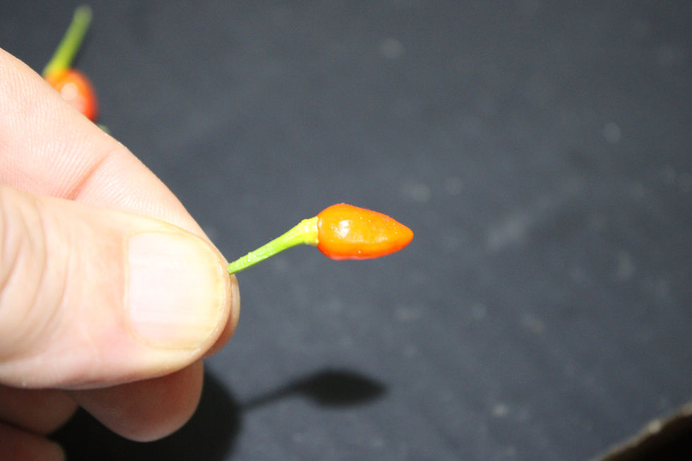 Thumbnail: Here is the Coban Pepper, Capsicum annuum, Scoville units: 10,000 SHU. This wild pepper originates from the highlands of Chic