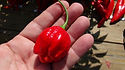 Trinidad Scorpion Sweet Pepper