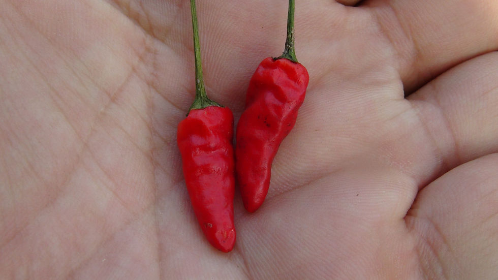 Thumbnail: Here is the Thai Hot Pepper, Capsicum annuum, Scoville units: 50,000 to 100,000 SHU. This peppers originates from Thailand. P