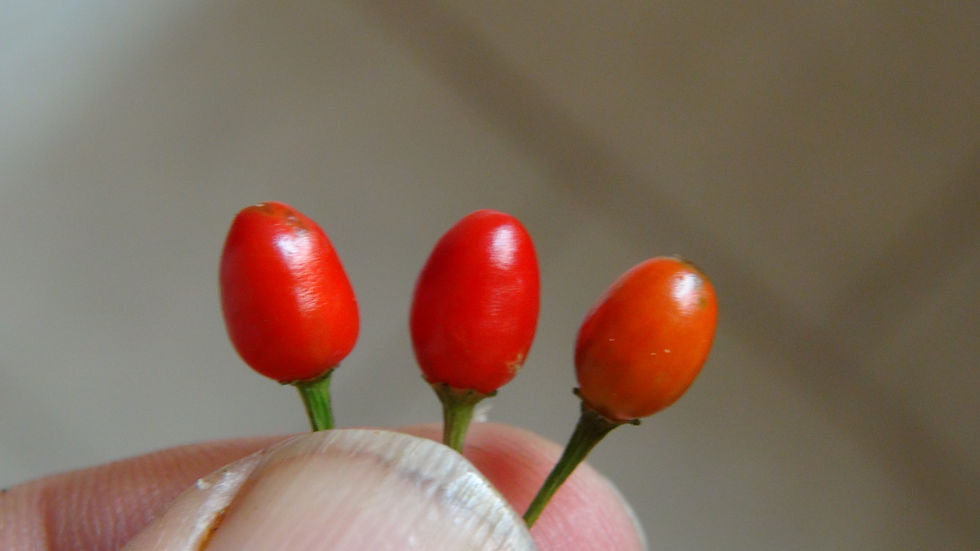 Here is the Chiltepin Pepper, Capsicum annuum var. Glabriusculum, Scoville units: 50,000 to 105,000+ SHU. This Chiltepin Pepp