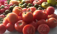 Here is the Oregon Spring Tomato, Solanum lycopersicum. This tomato originated from Oregon  USA and was developed at Oregon State University. This tomato is a fantastic one that is a good producer with tomatoes about 3 inches in size! They are the perfect slicer tomato and is known to be an early producer! It is orange/red color and is great for making sauce, salads and ideal for slicing. Highly productive and produced fruit all the way up to the end of the tomato season! Open pollinated, Indeterminate. 60 days.