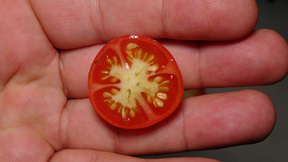 Thumbnail: Here is the Hank Tomato, Solanum lycopersicum. This tomato originates from California, USA and created by Donald Branscomb ar