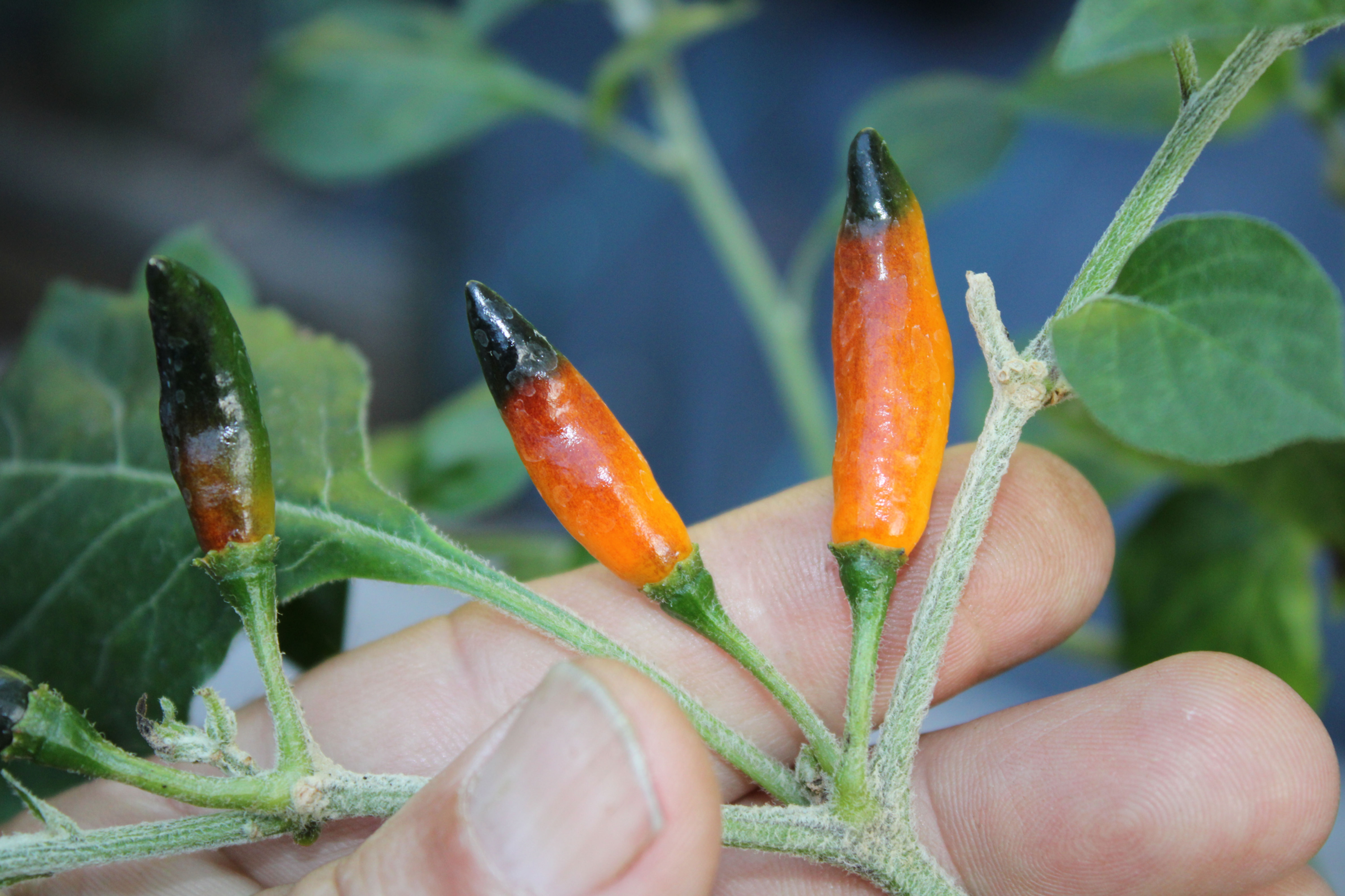 Here is the Glabriusculum Tiger Pepper, Capsicum annuum var. glabriusculum, Scoville units: 20,000 to 40,000 SHU. Also known