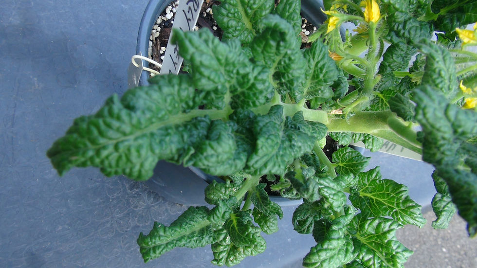 Thumbnail: Here is the Curly Kaley Long Micro Dwarf Tomato, Solanum lycopersicum. This tomato origins are unknown. The fruits are a smal
