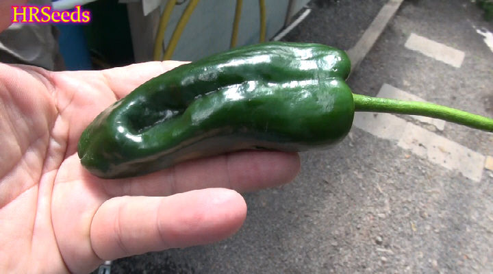 Thumbnail: Here is the Ancho Chile Pepper, Capsicum annuum, Scoville units: 2,000 SHU. This pepper is often referred to as a Poblano Pep