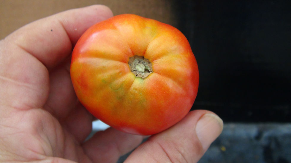 Thumbnail: Here is the Teton de venus Tomato, Solanum lycopersicum. This Heirloom tomatoes true originates are unknown as many website s