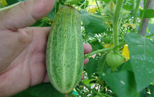 Straight Eight Cucumber, Cucumis sativus, Painted Serpent Cucumber, Little Potato Cucumber, Sikkim Cucumber, cucumber seeds, cucumbers, vegetable seeds, growing cucumber seeds, cucumber seeds price, cucumber seeds for sale, cucumber seeds online, rare seeds, heirloom cucumber seeds, vegetable seeds online, vegetable seed companies, vegetable garden seeds, vegetable seed companies, rare cucumbers, types of cucumber, seeds, gardening, cucumber vines, best cucumber varieties, hrseeds, heirloom, heirloom reviews, round cucumber varieties, lemon cucumber nutrition, sikkim cucumber, mexican sour gherkin, mexican sour gherkin seeds, little potato cucumber seeds, melons, painted serpent cucumber seeds, painted serpent cucumber taste, straight eight cucumber seeds, straight 8 cucumber, white cucumber seeds, cuke, vegetable seeds walmart, vegetable seeds organic, best organic vegetable seeds, cheap seeds, 25 cent seed packets, vegetables, fruits, organic non gmo vegetable seeds