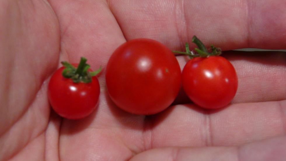 Here is the Moment Tomato, Solanum lycopersicum. This micro dwarf variety of tomato originates from Russia. They can grow to