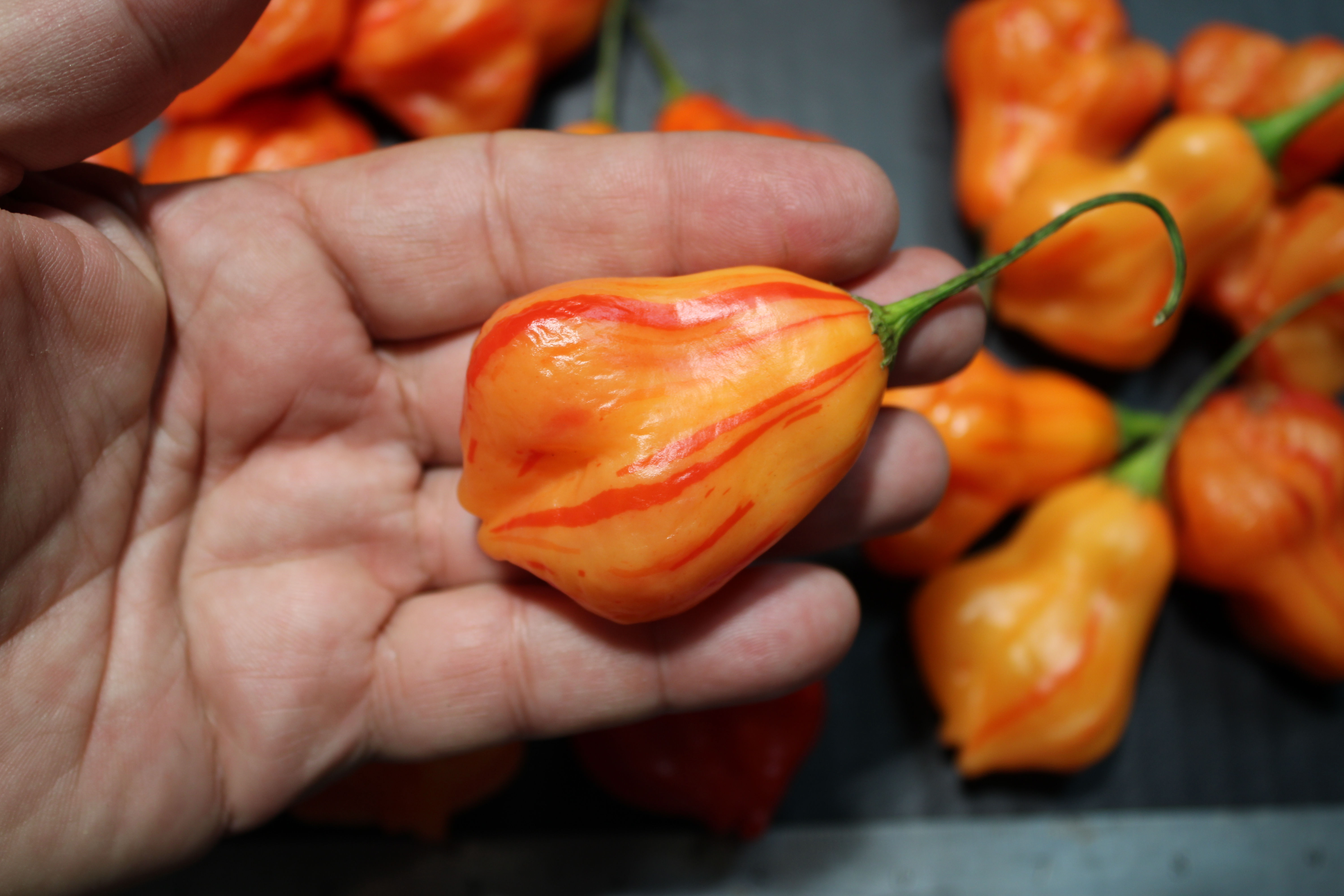 Here is the Zebrange Pepper, Capsicum baccatum, Scoville units: 3,000 to 15,000 SHU. The Zebrange Pepper originates from Belg