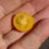 Thumbnail: Here is the Micro Tom Gold Tomato, Solanum lycopersicum. This tomato origins are unknown. The fruits are a golden cherry toma