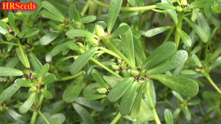 Thumbnail: Here is the Purslane Seeds, Portulaca oleracea! This plant is in the Portulacaceae family. It is a succulent type plant that