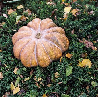 Musque de Provence Pumpkin