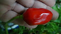 Here is the Scotch Bonnet Haiti Red Pepper, Capsicum chinense, Scoville units: 80,000 – 400,000 This rare scotch bonnet type is from Haiti. An iconic hot pepper in Haitian cuisine, and popular throughout the Caribbean. It is said it was once used to make pepper pot soup in earlier history. But this variety is disappearing from the market place do to lack of interest. Fruits are rounded, with ribs and have a very hot flavor, similar to some of the habanero. Unlike most Scotch Bonnet peppers this one is often confused with many habaneros but this one has the taste of a scotch bonnet! Open pollinated 65 days.