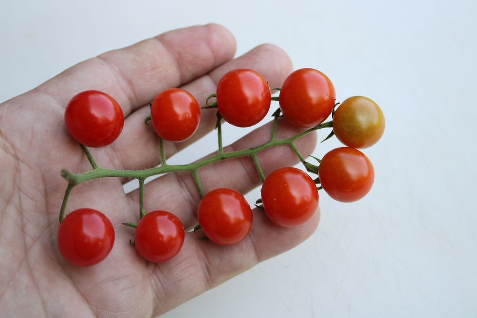 Thumbnail: Here is the Ciudad Victoria Tomato, Solanum lycopersicum var cerasiforme. This tomato originates from Tamaulipas, Mexico. The
