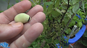 Here is the Windsor Fava Bean, Vicia faba. This broad bean variety goes way back to the 1860's and was a very popular variety. The Windsor variety Tolerates the cold extremely well and will seed on second year if left out. Plants can get to 3 feet tall and get quite bushy. The beans, with the outer seed coat removed, can be eaten raw or cooked. In young plants, the outer seed coat can be eaten, and in very young plants! We would always recommend you cook your beans before you eat them. Great variety for your fall planting! Open pollinated 40 to 85 days.Â
