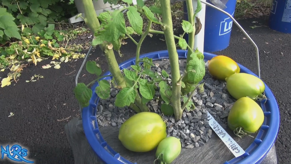 Thumbnail: Here is the Chile Verde Tomato Tomato, Solanum lycopersicum, This indeterminate, regular-leaf tomato was created by Tom Wagne
