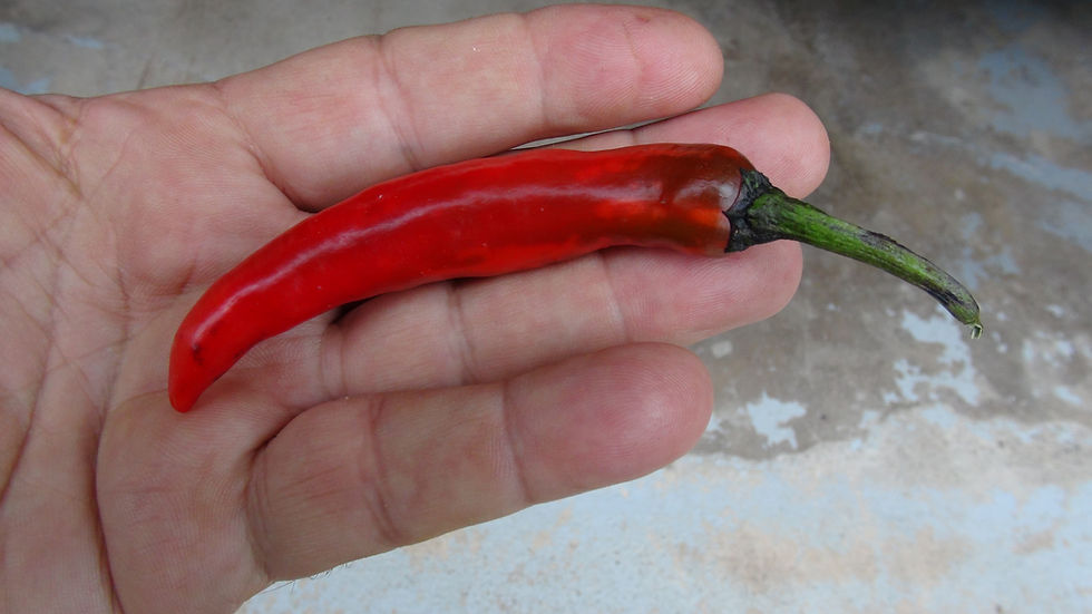 Thumbnail: Here is the Murasaki Purple Pepper, Capsicum annuum, Scoville units: 000 SHU. The Murasaki Purple Pepper originates from the