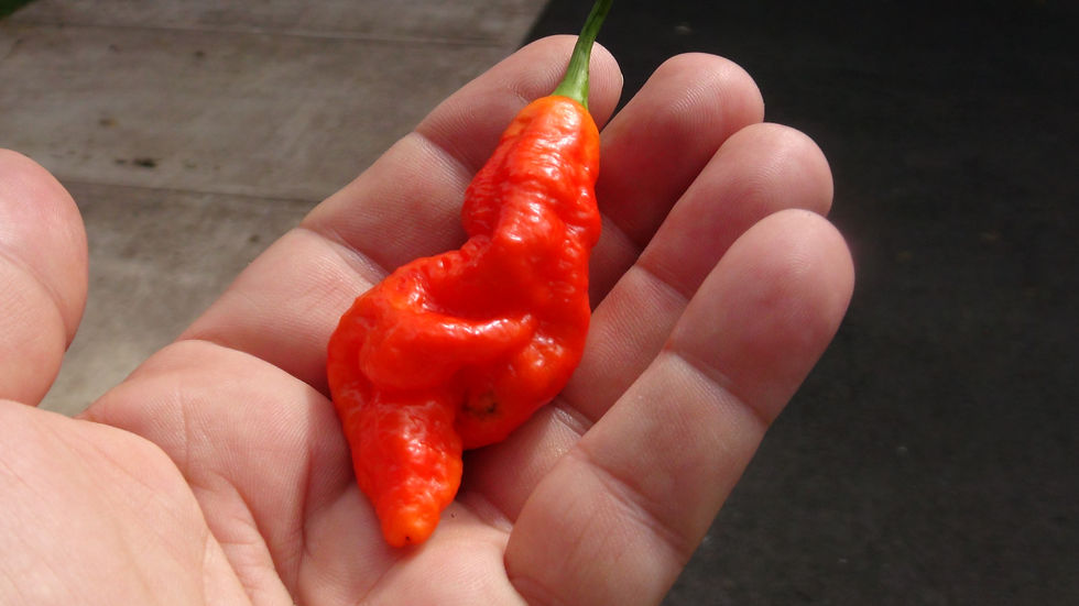 Here is the SRTSL Pepper, Capsicum chinense, Scoville units: 100,000 ~ 750,000 SHU. This pepper originates from the island of