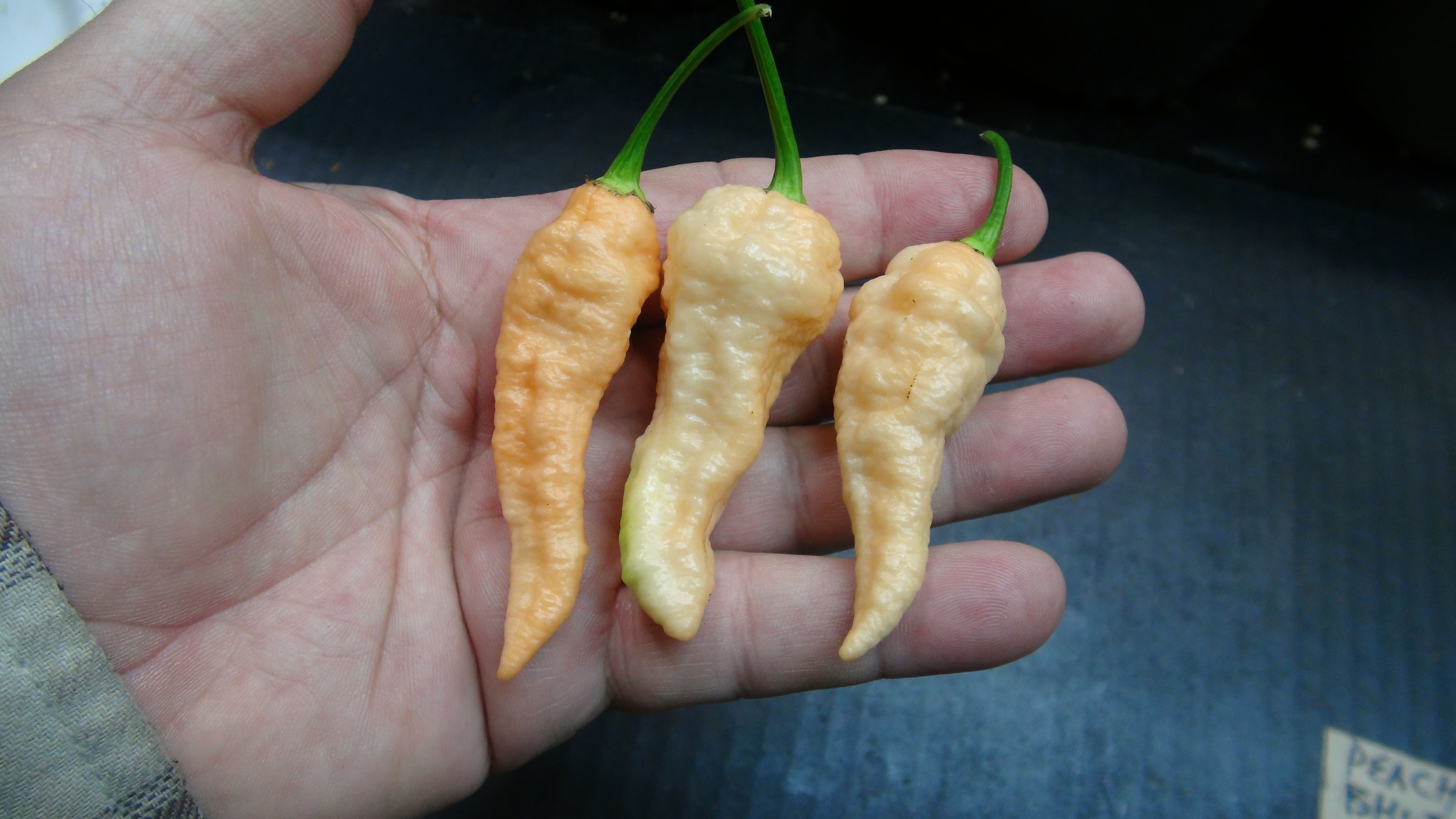 Here is the Peach Bhut Jolokia Pepper, Capsicum chinense, Scoville units: 700,000 to 1,100,000+ SHU. The Peach Bhut Jolokia P