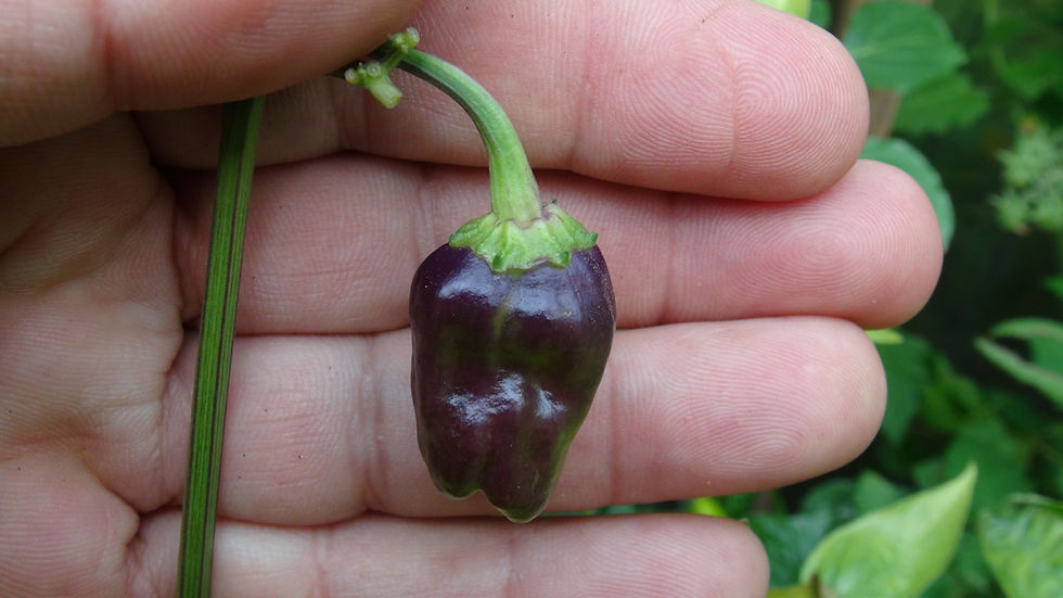 Thumbnail: Here is the Black Scorpions Tongue Pepper, Capsicum annuum,  Scoville Units: 30,000 to 80,000 SHU. This Pepper we believe ori