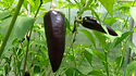 Here is the Hungarian Black Pepper, Capsicum annuum, Scoville units: 1,000+ SHU. This variety is considered to be rare in it's natural environment. The pods can easily reach 3 inches long and one inch wide. Pods start out black and stay black then turn maroon red when fully rip. They can be eaten at any stage, and many people prefer this type of pepper for frying due to the thick meaty flesh. Plants can get to 3 feet tall and sprawl out a bit but good pruning can keep it more compact. It also makes a great ornamental as well. Open pollinated, 71 days.