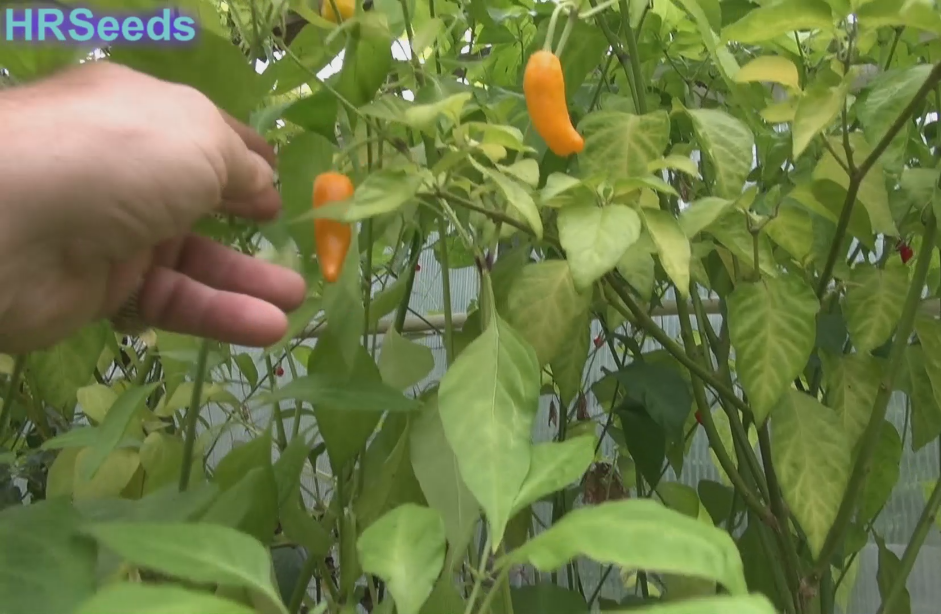 Here is the Orango Sweet Pepper, Capsicum annuum, Scoville units: 000 ~ 50 SHU. We believe the Orango Sweet Pepper originates