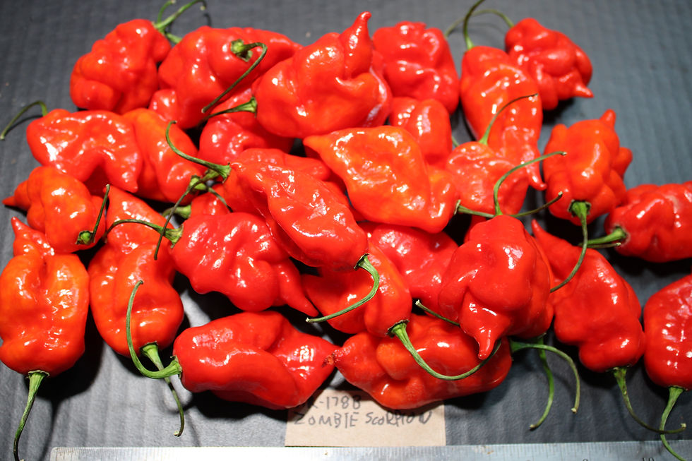 Thumbnail: Here is the Zombie Scorpion Pepper, Capsicum chinense, Scoville units: 700,000 to 800,000+ SHU. it an accidental cross with a