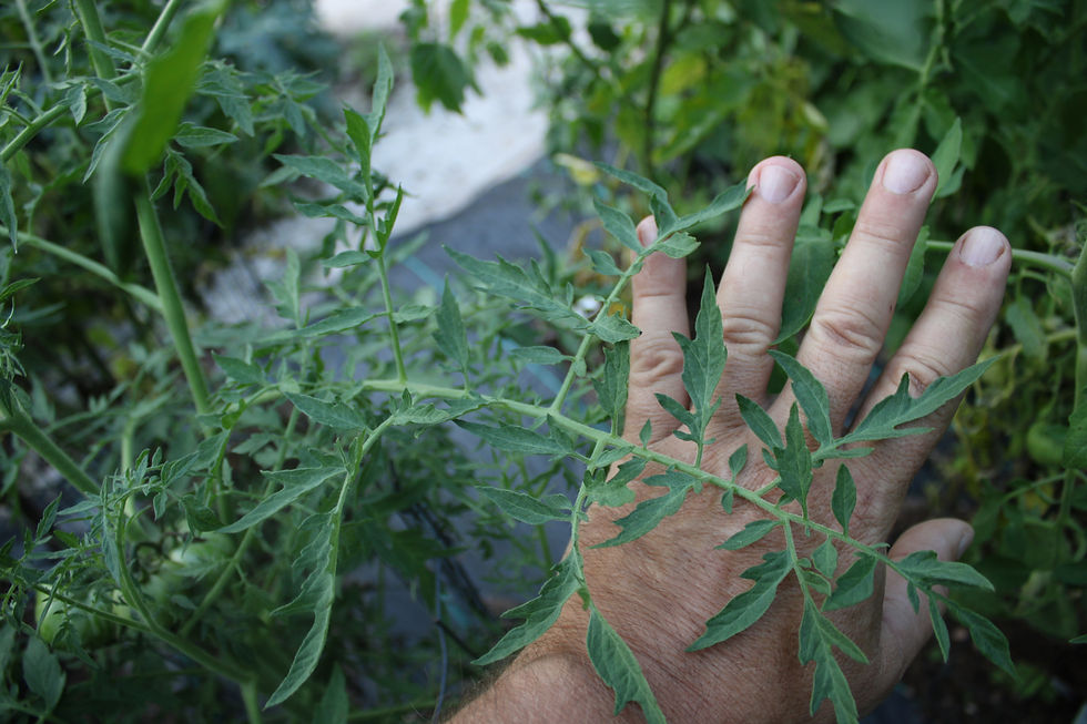 Here is the Lucinda Tomato, Solanum lycopersicum. This tomato originates from USA and was developed by Baia Nicchia in San Fr