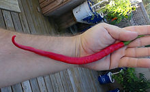 Joe's Long Cayenne Pepper