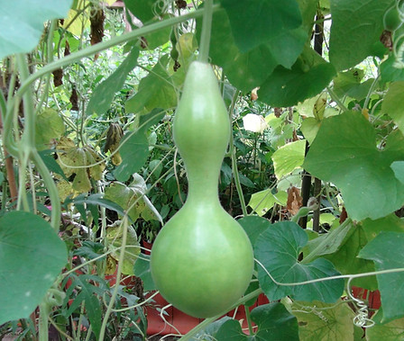 Here is the Birdhouse Gourd, Lagenaria siceraria. It is named so because it can be hollowed out an made into a bird house. There are many different types and shapes of this gourd. This listing is for the the one you see in the images. The fruits typically are green an dry brown! The fruits can rage from 6 inches to 24 inches in size. Vines get to around 12 feet long and need to climb something. They really do make a great birdhouse and can last quite a number of years before they start breaking apart. These are fun to grow for all ages even if your not a gardener! Open pollinated 90 to 120 days.