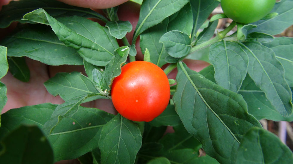 Thumbnail: Here is the Jerusalem cherry, Solanum pseudocapsicum, THE FRUITS FROM THIS PLANT IS NOT EDIBLE. The Jerusalem cherry originat
