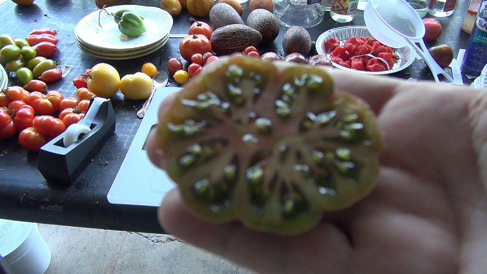 Thumbnail: PURPLE CALABASH Tomato