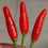 Thumbnail: Here is the Thai Red Medium Pepper, Capsicum annuum, Scoville units: 100,000 to 150,000 SHU. The Thai Red Medium Pepper origi