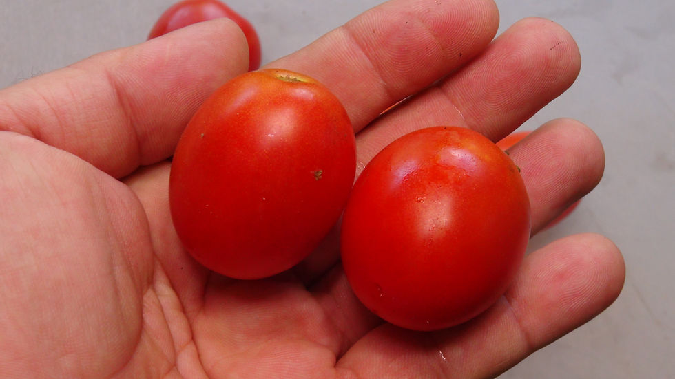 Thumbnail: Here is the Moravsky Div Tomato, Solanum lycopersicum. This compact tomato originates from Czechoslovakia and released by Mor