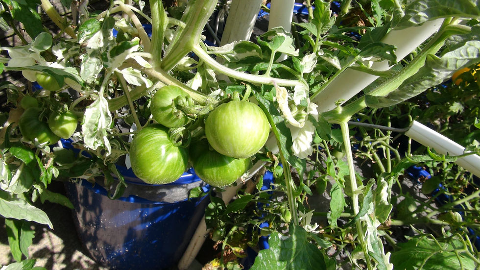 Thumbnail: Here is the Moonlight Mile Variegated Tomato, Solanum lycopersicum. This tomato originates from the USA. It is a cross betwee