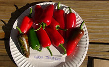 Jalapeno Pepper