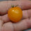 Thumbnail: Here is the Nebolshoy Limon Micro Dwarf Tomato, Solanum lycopersicum. This tomato origins are unknown. The fruits are a golde