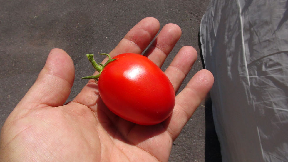 Thumbnail: Here is the (Dwarf) Window Box Roma Tomato, Solanum lycopersicum. This tomato's origins are unknown. The fruits are a red plu