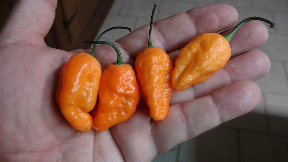 Thumbnail: Here is the Hallows Eve Pepper, Capsicum chinense, Scoville units: 300,000 to 500,700 SHU. The Hallows Eve Pepper originates